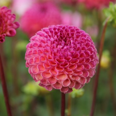 Dahlia 'Burlesca' Dahlia 'Burlesca'