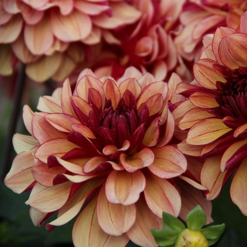 Dahlia 'Crème de Cognac' Dahlia 'Crème de Cognac'