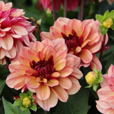 Dahlia 'Crème de Cognac' Dahlia 'Crème de Cognac'