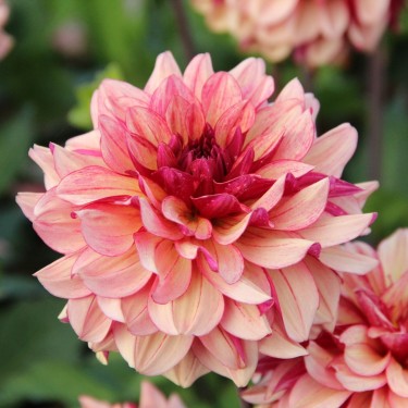 Dahlia 'Crème de Cognac' Dahlia 'Crème de Cognac'