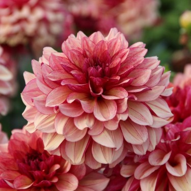 Dahlia 'Crème de Cognac' Dahlia 'Crème de Cognac'