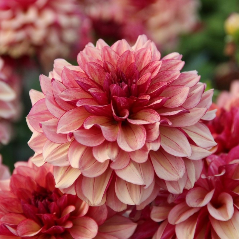 Dahlia 'Crème de Cognac' Dahlia 'Crème de Cognac'