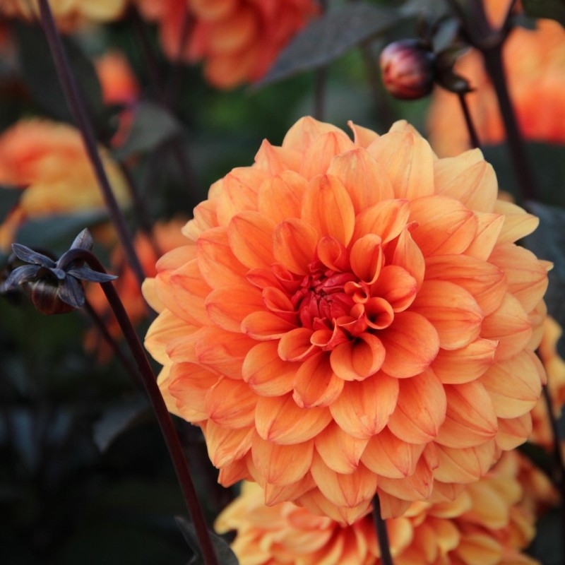 Dahlia 'David Howard' Dahlia 'David Howard'