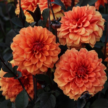 Dahlia 'David Howard' Dahlia 'David Howard'