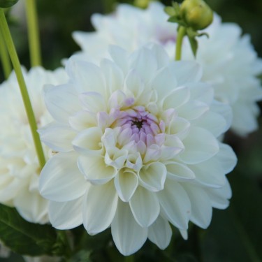 Dahlia 'Eveline' Dahlia 'Eveline'