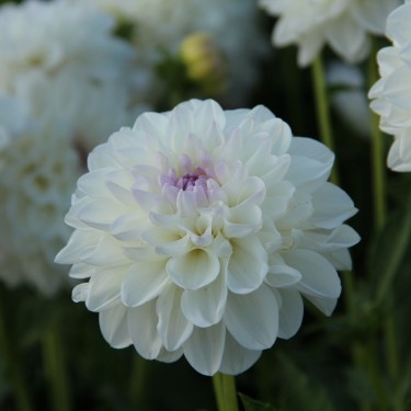 Dahlia 'Eveline' Dahlia 'Eveline'