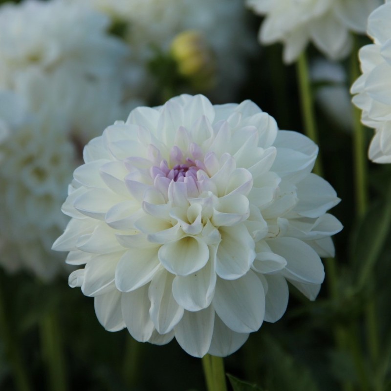 Dahlia 'Eveline' Dahlia 'Eveline'