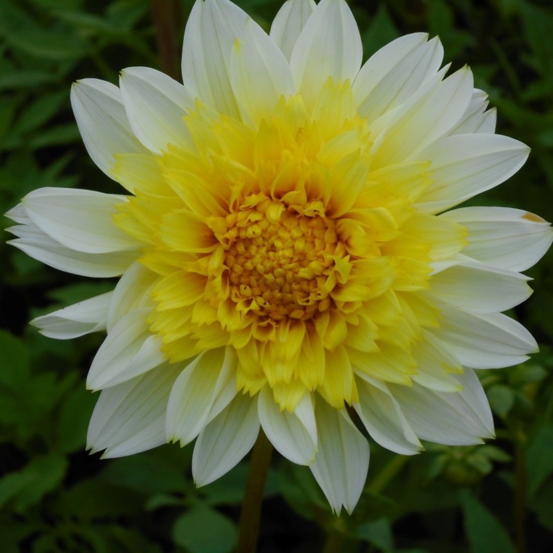 Dahlia 'Freya's Paso Doble' Dahlia 'Freya's Paso Doble'