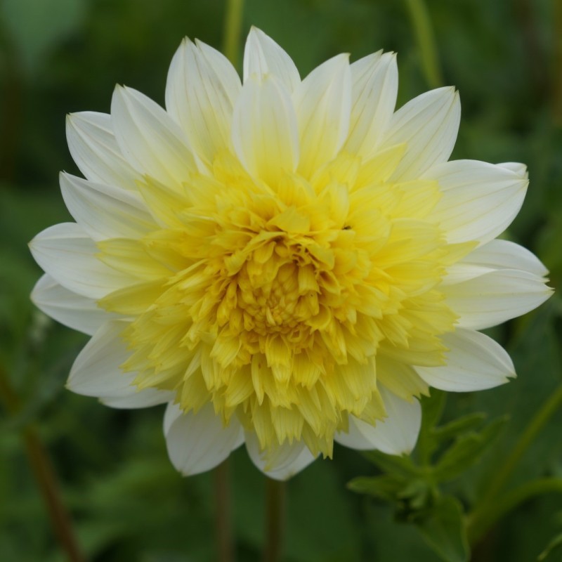 Dahlia 'Freya's Paso Doble' Dahlia 'Freya's Paso Doble'