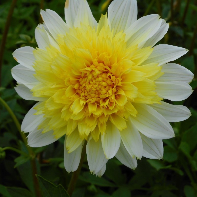 Dahlia 'Freya's Paso Doble' Dahlia 'Freya's Paso Doble'