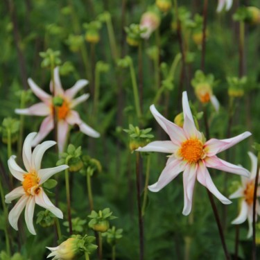 Dahlia 'Honka Fragile' 