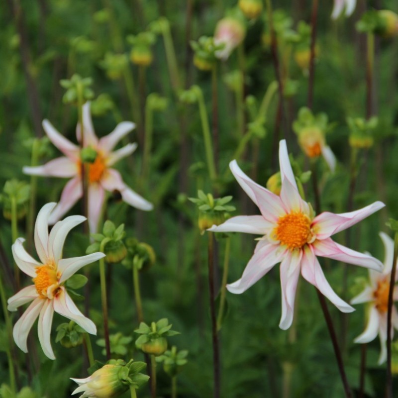 Dahlia 'Honka Fragile' 