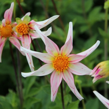 Dahlia 'Honka Fragile' 