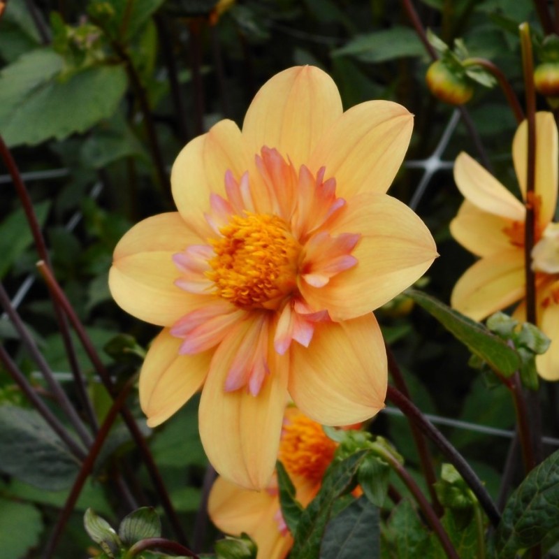 Dahlia 'Kelsey Annie Joy' Dahlia 'Kelsey Annie Joy'