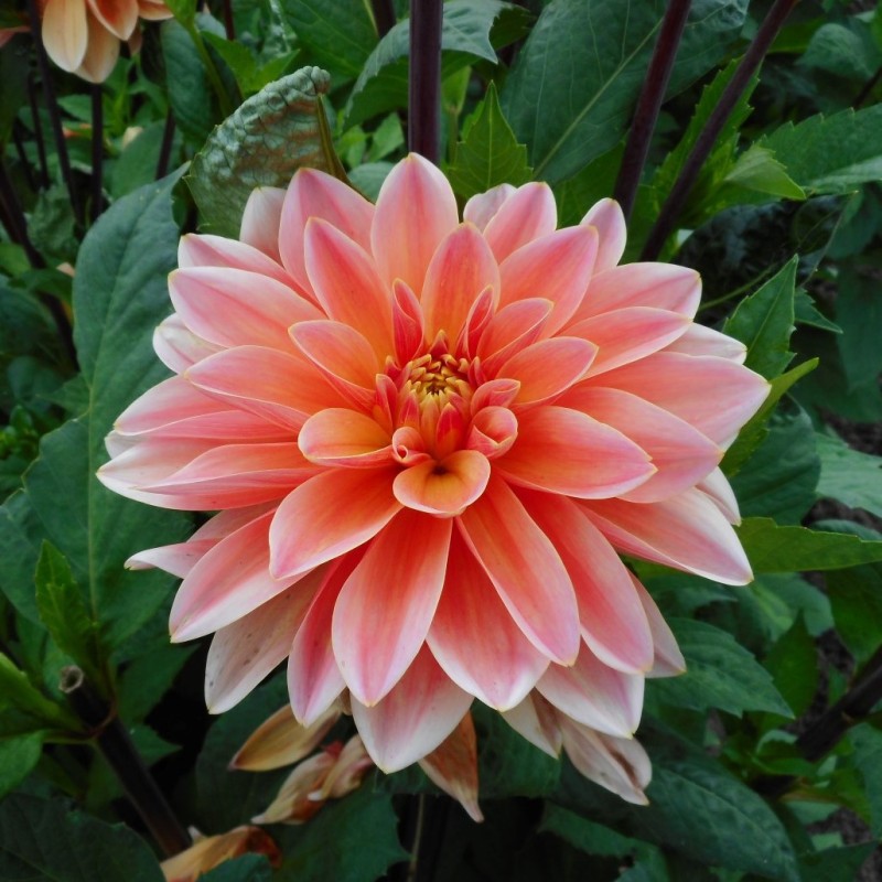 Dahlia 'Mister Frans' Dahlia 'Mister Frans'