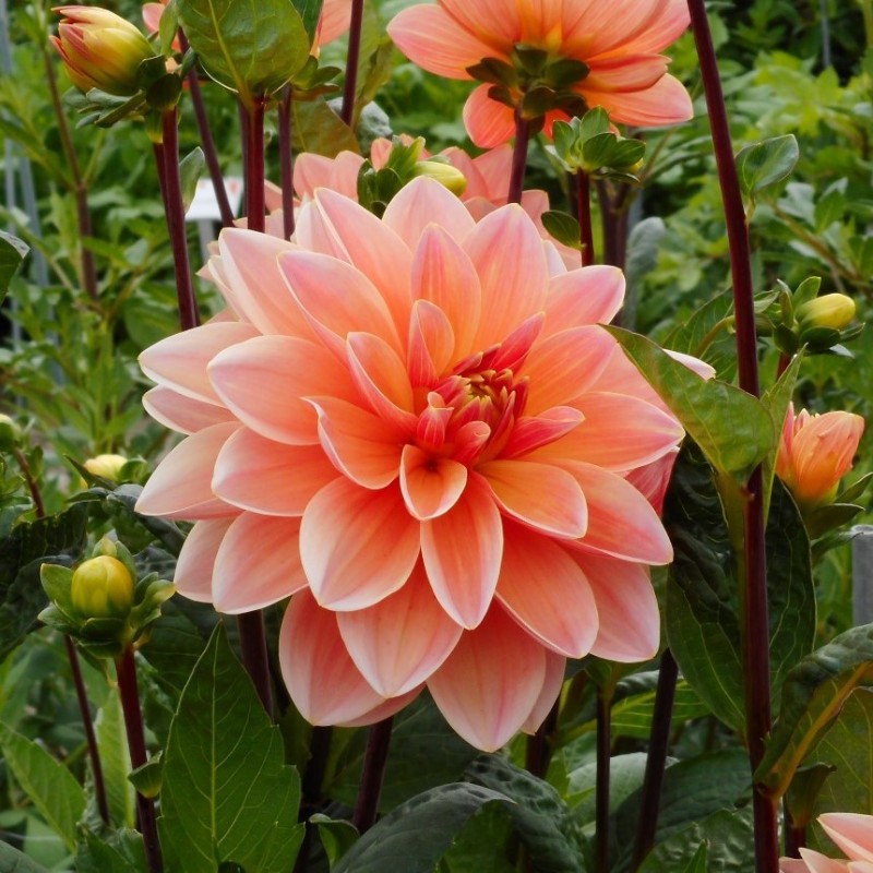 Dahlia 'Mister Frans' Dahlia 'Mister Frans'
