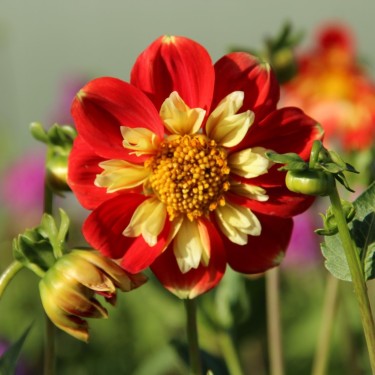 Dahlia 'Pooh'