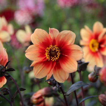 Dahlia 'Sunshine' Dahlia 'Sunshine'