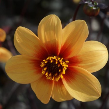 Dahlia 'Sunshine' Dahlia 'Sunshine'