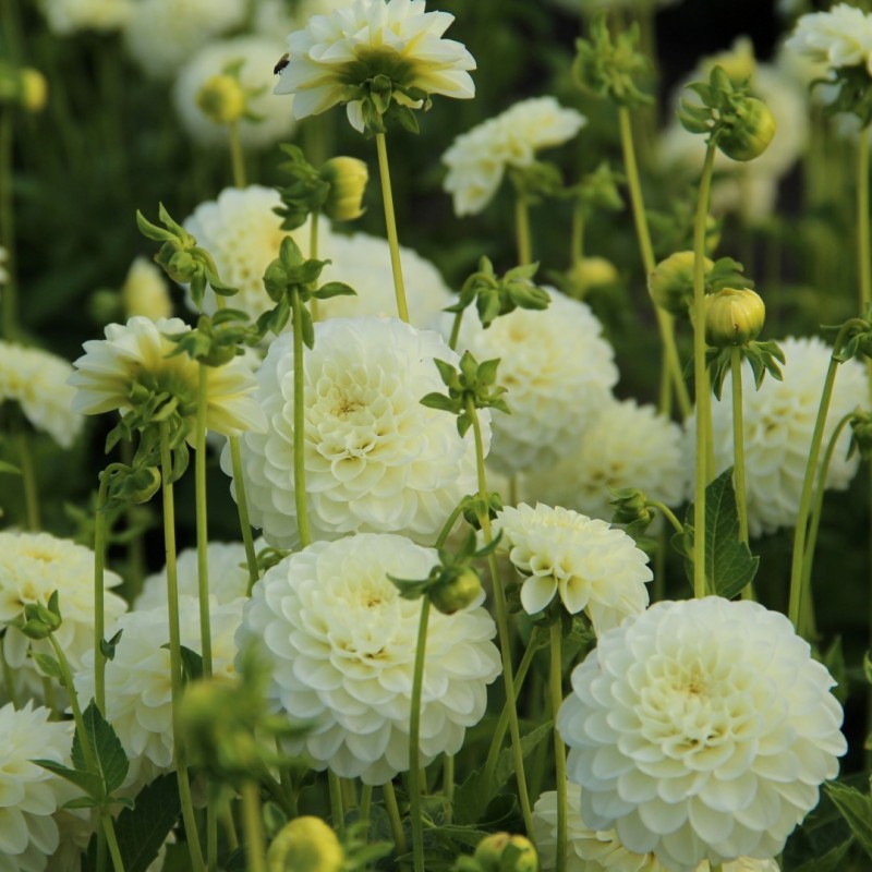 Dahlia 'White Aster'