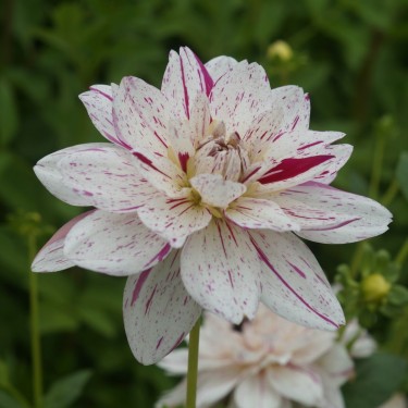 Dahlia 'Bright Diamond' Dahlia 'Bright Diamond'