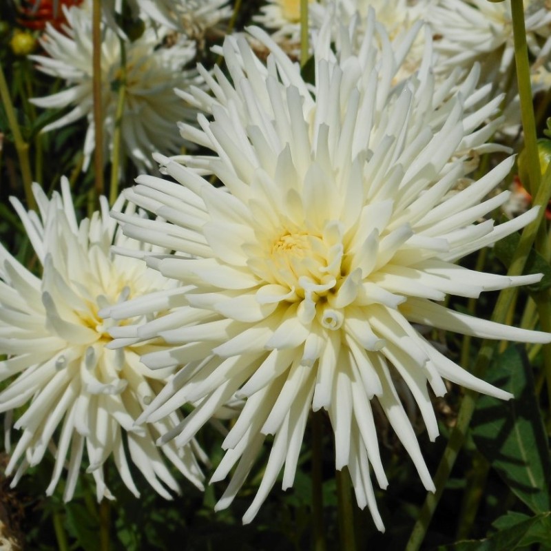 Dahlia 'Playa Blanca'