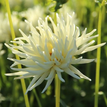 Dahlia 'Playa Blanca'