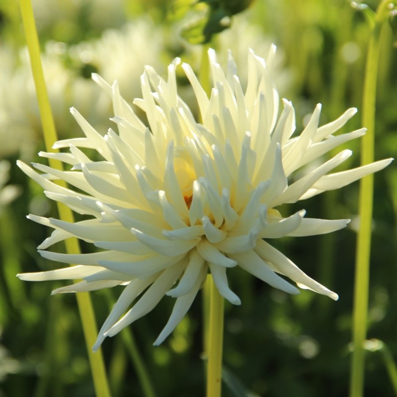 Dahlia 'Playa Blanca'