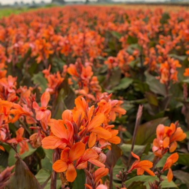 Canna 'Ingeborg'
