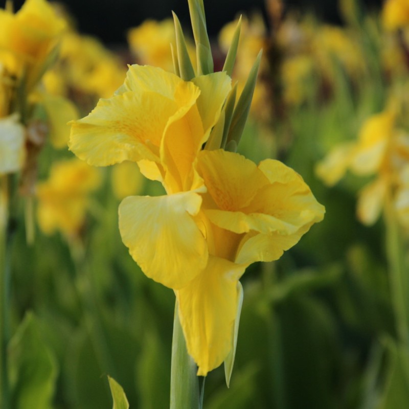 Canna 'Richard Wallace'