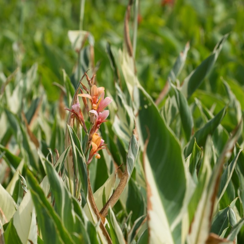 Canna 'Stuttgart'