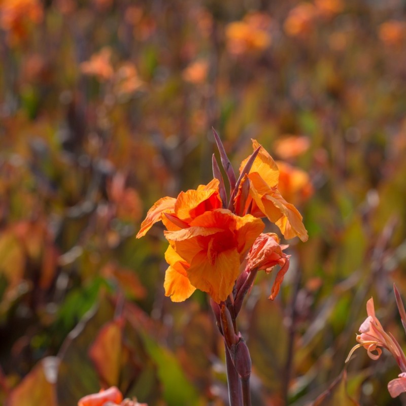 Canna 'Wyoming'