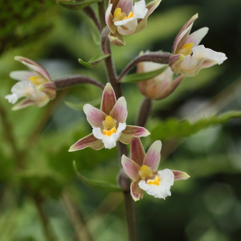 Epipactis palustris Epipactis palustris