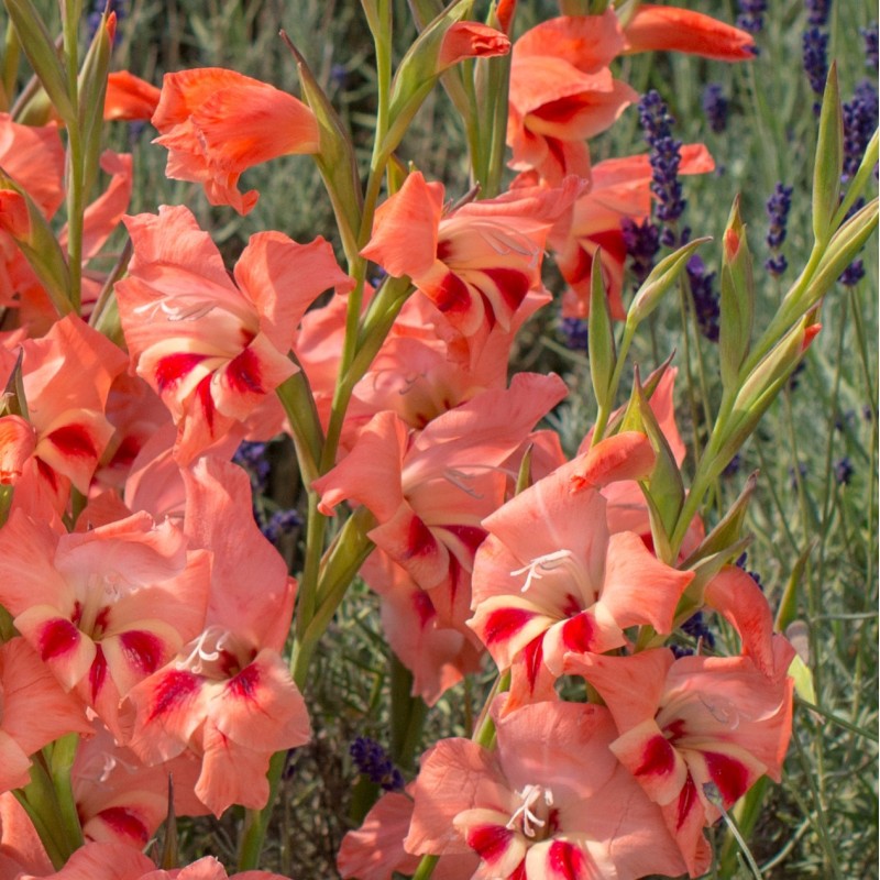 Gladiolus nanus 'Nathalie' Gladiolus nanus 'Nathalie'