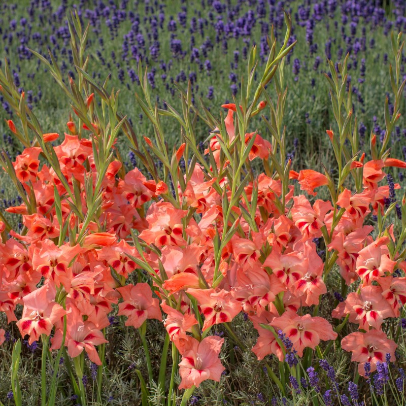 Gladiolus nanus 'Nathalie' Gladiolus nanus 'Nathalie'