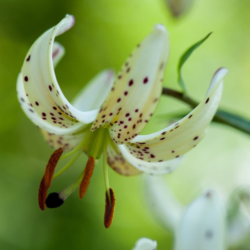 Lilium martagon 'Albi Morning' Lilium martagon 'Albi Morning'