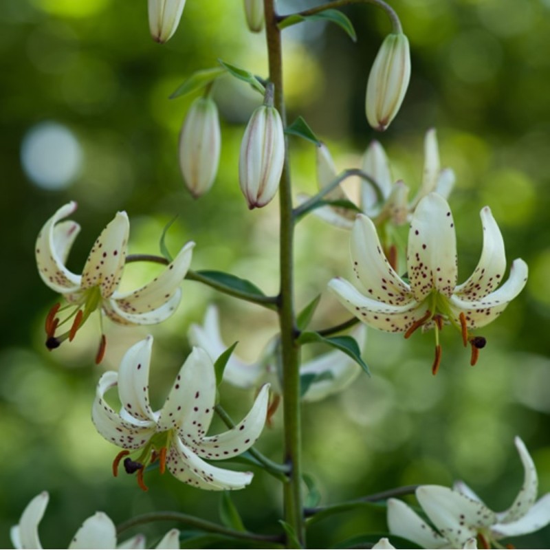 Lilium martagon 'Albi Morning' Lilium martagon 'Albi Morning'