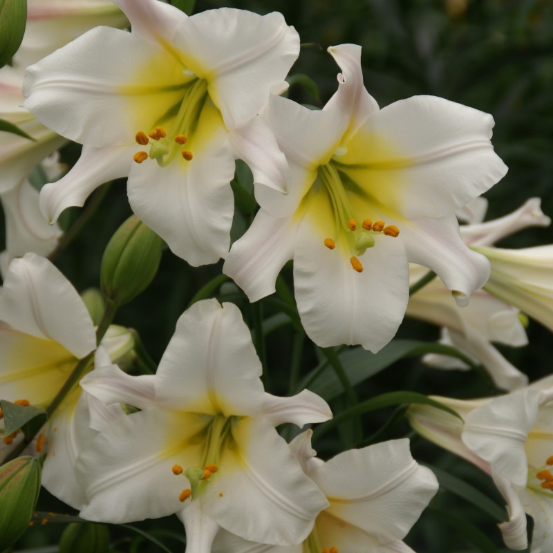 Lilium regale 'Album' Lilium regale 'Album'