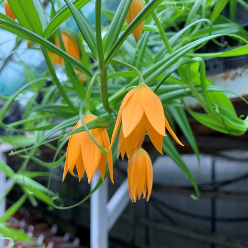Gloriosa modesta
