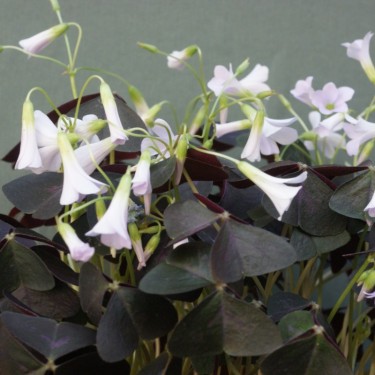 Oxalis triangularis