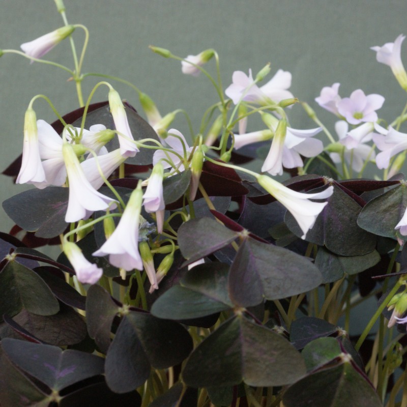 Oxalis triangularis Oxalis triangularis