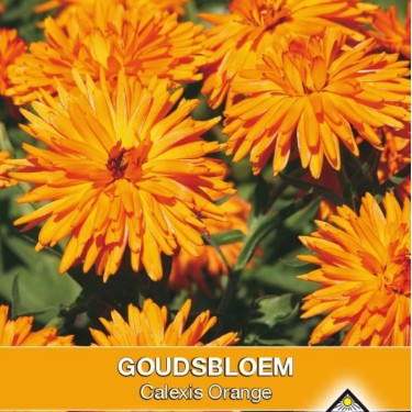 Calendula officinalis 'Calexis Orange' -zaden- Calendula officinalis 'Calexis Orange' -zaden-