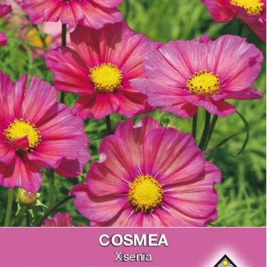 Cosmos bipinnatus 'Xsenia' -zaden- Cosmos bipinnatus 'Xsenia' -zaden-