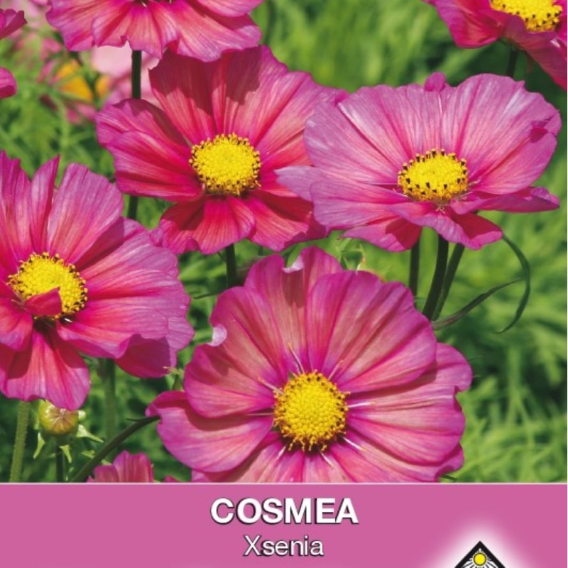 Cosmos bipinnatus 'Xsenia' -zaden- Cosmos bipinnatus 'Xsenia' -zaden-