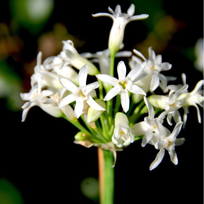 Tulbaghia simmleri 'Snow White' Tulbaghia simmleri 'Snow White'