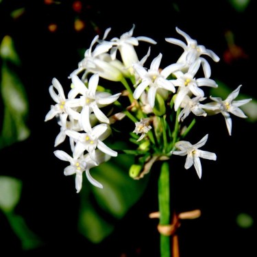 Tulbaghia simmleri 'Snow White' Tulbaghia simmleri 'Snow White'