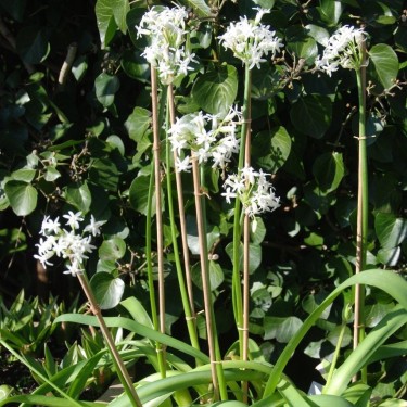 Tulbaghia simmleri 'Snow White' Tulbaghia simmleri 'Snow White'
