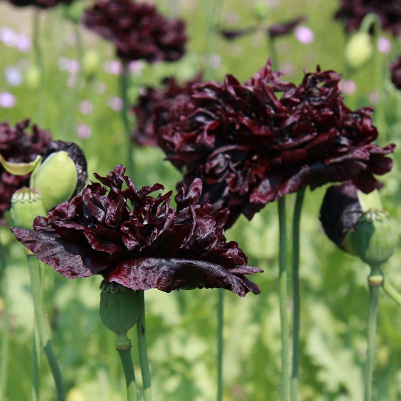 Papaver somniferum 'Black Paeony' -zaden- Papaver somniferum 'Black Paeony' -zaden-