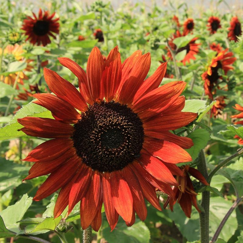Zonnebloem, Helianthus annuus 'Velvet Queen' -zaden- Zonnebloem, Helianthus annuus 'Velvet Queen' -zaden-