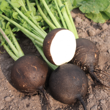 Rammenas, Raphanus sativus 'Ronde Zwarte' -zaden-